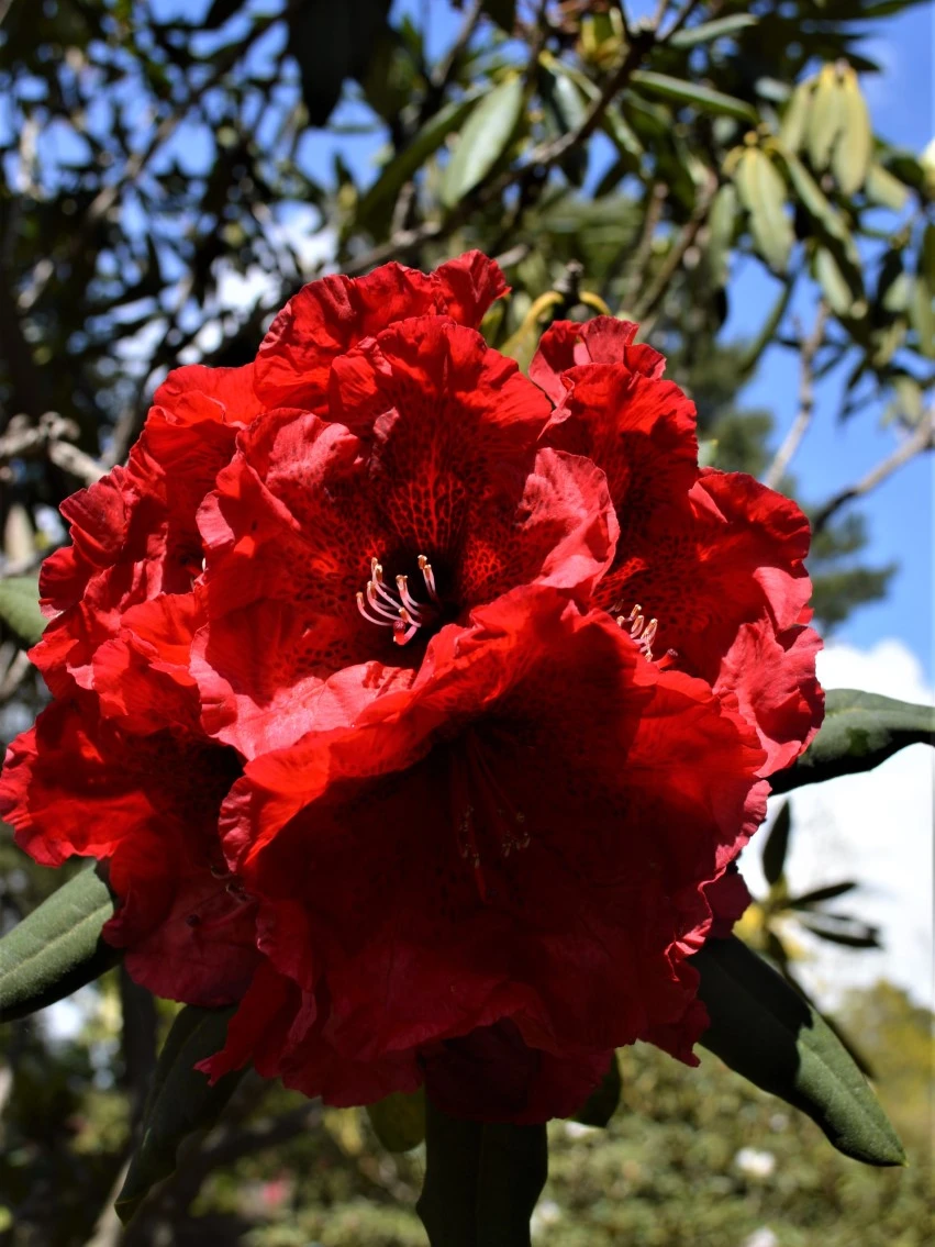 'Kilimanjaro'